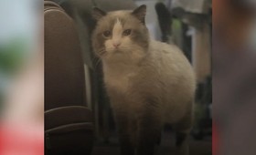 Умер самый старый кот в России