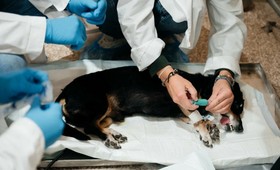 Томский политех испытывает инновационную методику лечения неоперабельного рака у кошек и собак
