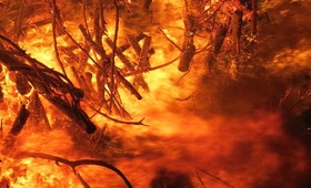 В Казахстане горят 60 тысяч гектаров леса, погибли три лесника, ещё 11 пропали