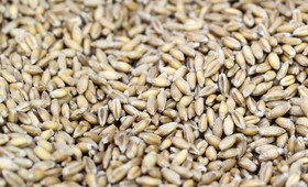 Еврокомиссия продлила запрет импорта украинского зерна