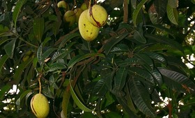 Необычные факты о манго