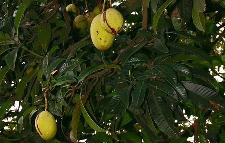 Чем полезно манго?