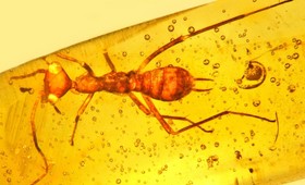 Палеонтологи смогли восстановить окраску окаменелых насекомых