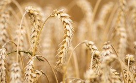США и Европа прорабатывают маршруты вывоза пшеницы из Украины