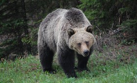 В Приангарье мужчину заломал медведь