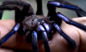 В Таиланде нашли новый вид тарантула электрического синего цвета