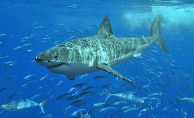 В Египте акула напала на туриста на глазах у толпы отдыхающих