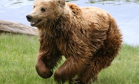 Медведь набросился на посетителя национального парка в Татрах