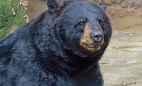 На американку напал чёрный медведь, когда она искала свою собаку