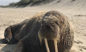 На побережье Куршской косы был впервые замечен морж 