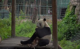Большая панда Я Я вернулась в Пекин после 20 лет жизни в США