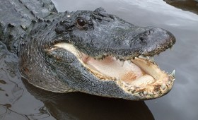 В США поймали аллигатора с человеческим телом в зубах
