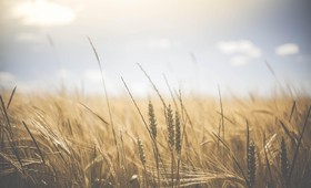 Мировые цены на пшеницу побили рекорд из-за запрета Индии на её экспорт