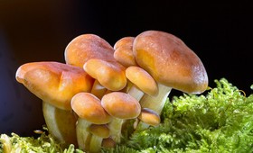 Стало известно, какие темы обсуждают между собой грибы