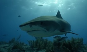 «Хулиган мирового океана»: ихтиолог рассказал об убившей россиянина «вздорной» акуле
