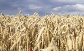 Украина вывозит пшеницу в Европу, несмотря на риск дефицита