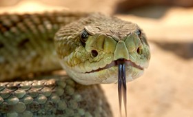 Австралиец обнаружил в своей кровати огромную ядовитую змею