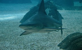 В Хургаде акула откусила руку и ногу туристке из Австрии